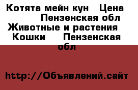 Котята мейн кун › Цена ­ 6 000 - Пензенская обл. Животные и растения » Кошки   . Пензенская обл.